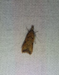 Dichomeris acuminatus