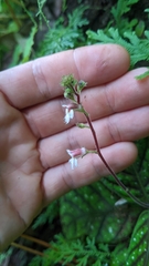 Gloxinia erinoides