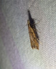 Dichomeris acuminatus