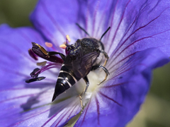 Coelioxys inermis
