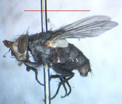 Eumacronychia sternalis