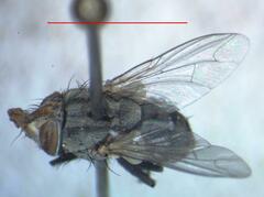 Eumacronychia sternalis