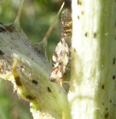 Corythucha juglandis