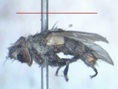 Eumacronychia sternalis