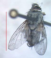 Eumacronychia sternalis