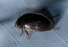 Cymbiodyta bifidus