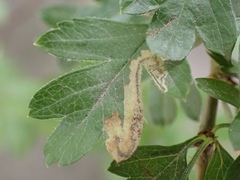 Stigmella hybnerella