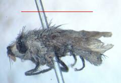 Eumacronychia sternalis