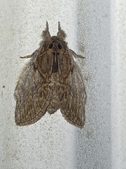 Peridea basitriens