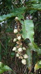 Bertiera
