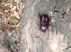 Oryctes nasicornis
