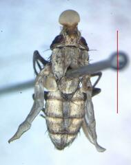 Eumacronychia sternalis