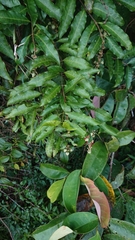 Bertiera