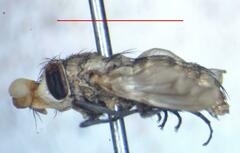 Eumacronychia sternalis