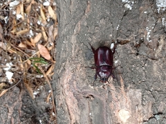 Oryctes nasicornis