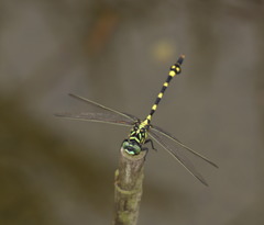 Ictinogomphus pertinax