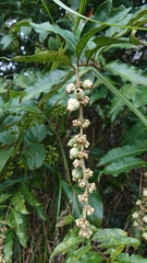 Bertiera