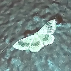 Idaea aversata