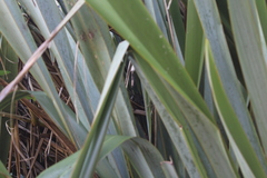 Poodytes punctatus vealeae