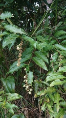Bertiera