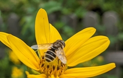 Eristalis arbustorum