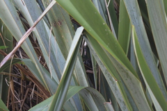 Poodytes punctatus vealeae