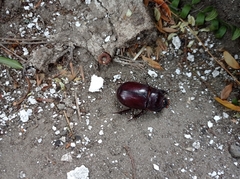 Oryctes nasicornis