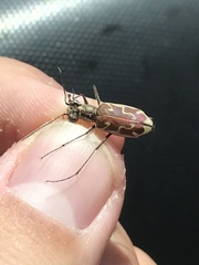 Ellipsoptera sperata sperata