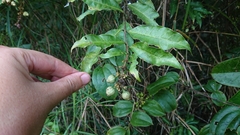 Bertiera