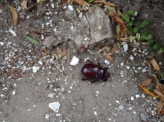 Oryctes nasicornis