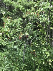 Prunus virginiana virginiana