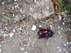 Oryctes nasicornis