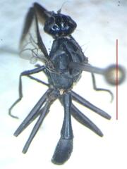 Otitinae