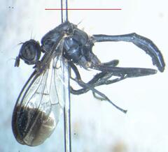 Otitinae