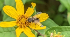 Eristalis arbustorum
