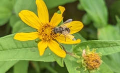 Eristalis arbustorum
