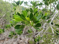 Hypelate trifoliata