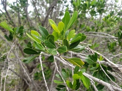 Hypelate trifoliata