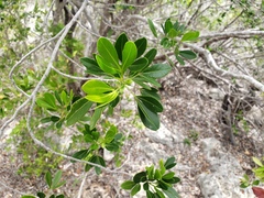 Hypelate trifoliata