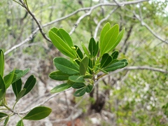 Hypelate trifoliata
