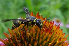 Euodynerus foraminatus