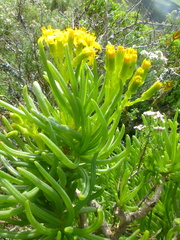 Senecio sarcoides