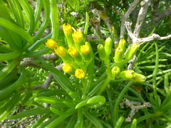 Senecio sarcoides