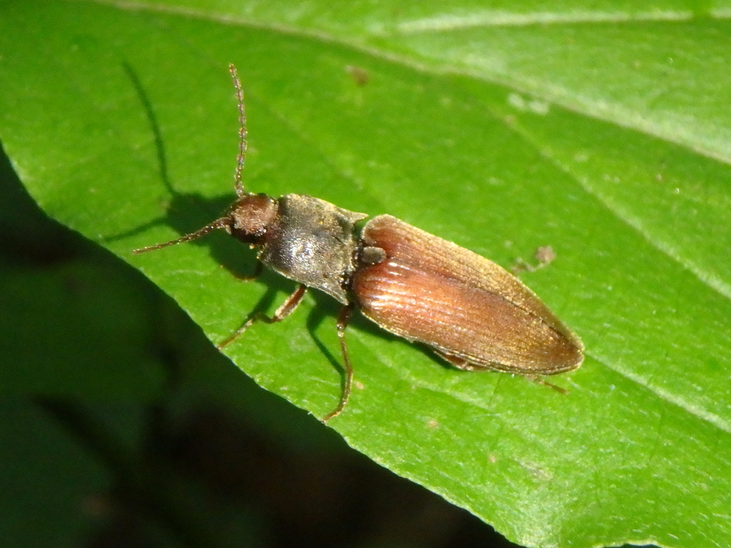 Agriotes starcki