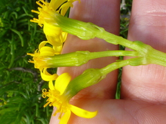 Senecio sarcoides