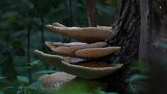 Cerioporus squamosus