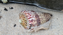 Conus canariensis