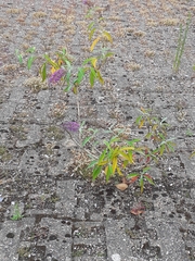 Buddleja davidii