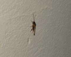 Stenonemobius gracilis