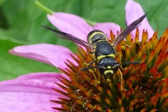 Euodynerus foraminatus